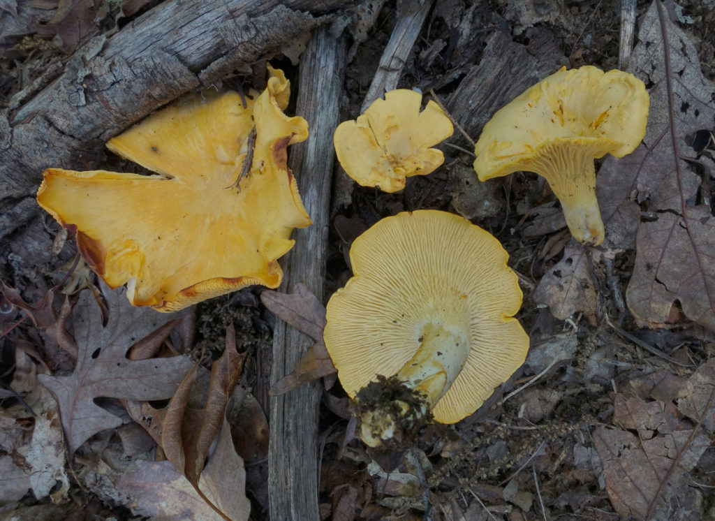 mushroom of the month, july 2018: golden chanterelle